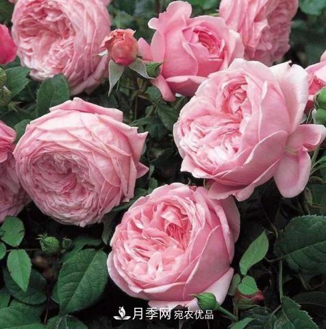 常見藤本月季優(yōu)缺點(diǎn)大比拼，月季花友看過來(圖9)