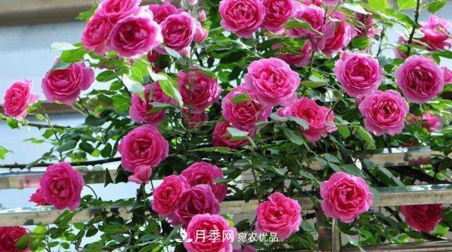 常見藤本月季優(yōu)缺點(diǎn)大比拼，月季花友看過來(圖7)
