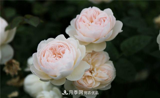 哪些月季花品種是花友必備的？(圖1)