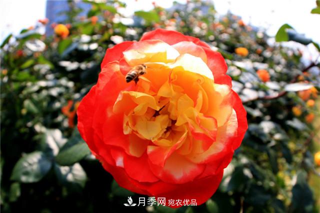 哪些月季花品種是花友必備的？(圖3)