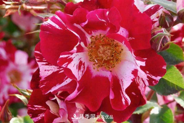 一年開360天！這個(gè)獲得AARS大獎(jiǎng)的藤本月季簡直逆天！(圖1)