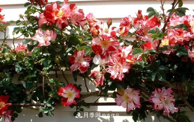 一年開360天！這個(gè)獲得AARS大獎(jiǎng)的藤本月季簡直逆天！(圖3)