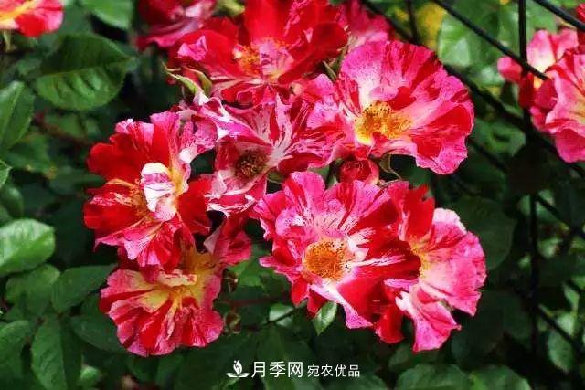 一年開360天！這個(gè)獲得AARS大獎(jiǎng)的藤本月季簡直逆天！(圖2)