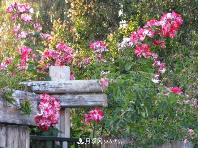 一年開360天！這個(gè)獲得AARS大獎(jiǎng)的藤本月季簡直逆天！(圖6)