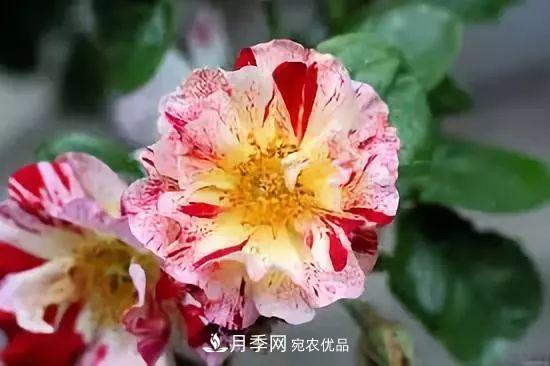 一年開360天！這個(gè)獲得AARS大獎(jiǎng)的藤本月季簡直逆天！(圖4)
