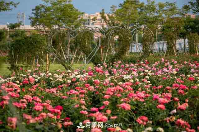 臥龍區(qū)牽線(xiàn)搭橋 南陽(yáng)月季走進(jìn)廣東肇慶(圖1)
