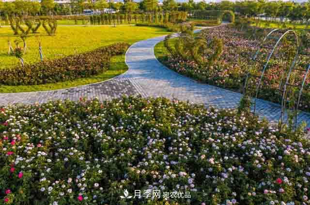 臥龍區(qū)牽線(xiàn)搭橋 南陽(yáng)月季走進(jìn)廣東肇慶(圖2)