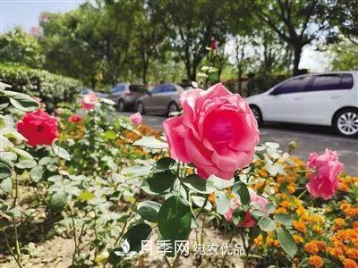花開(kāi)正艷！呼和浩特這條月季景觀(guān)大道模樣初現(xiàn)，你去過(guò)嗎？(圖1)