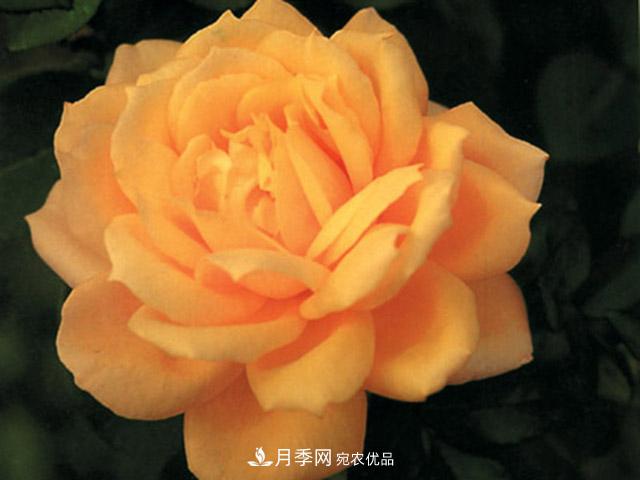 種植月季品種春蕾需要做到哪些方面？(圖1)