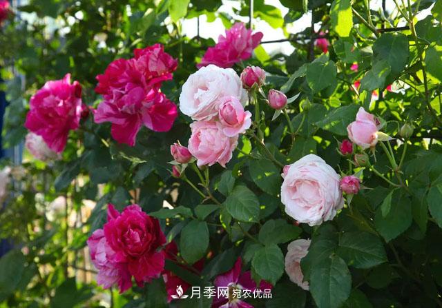 溫度對月季花期有哪些影響？漳州適合種植嗎(圖1)