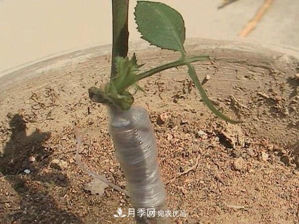 藤本月季有哪幾種嫁接方式？(圖2)