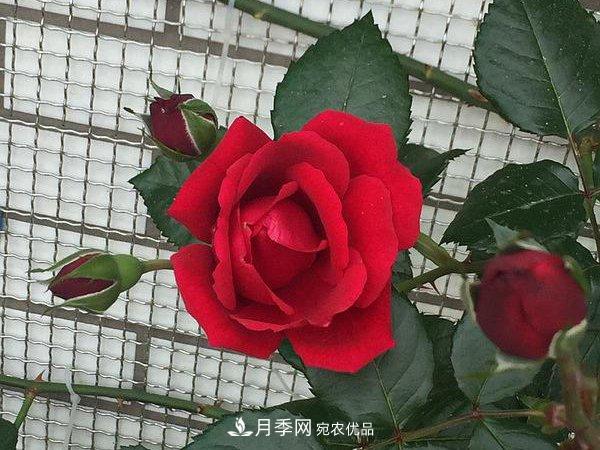 說一說南陽月季園的四種紅色藤本月季(圖1)