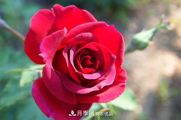 常見的紅色藤本月季有哪些品種？(圖1)