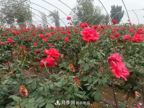 2020年***新樹狀月季價格(圖3)