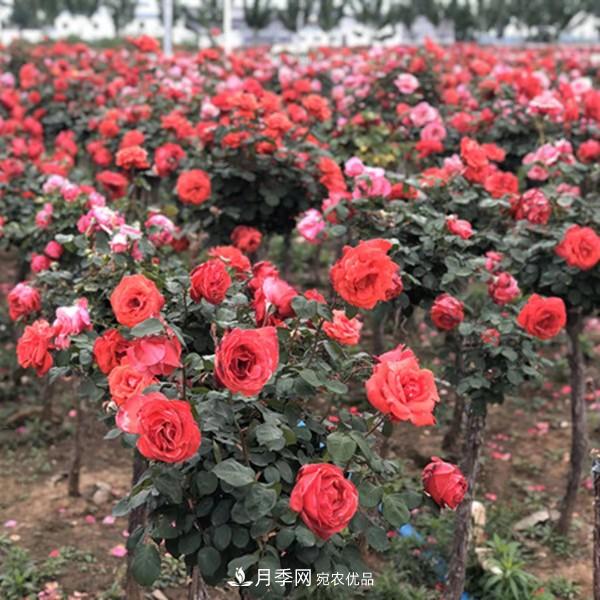 2020年***新樹狀月季價格(圖1)