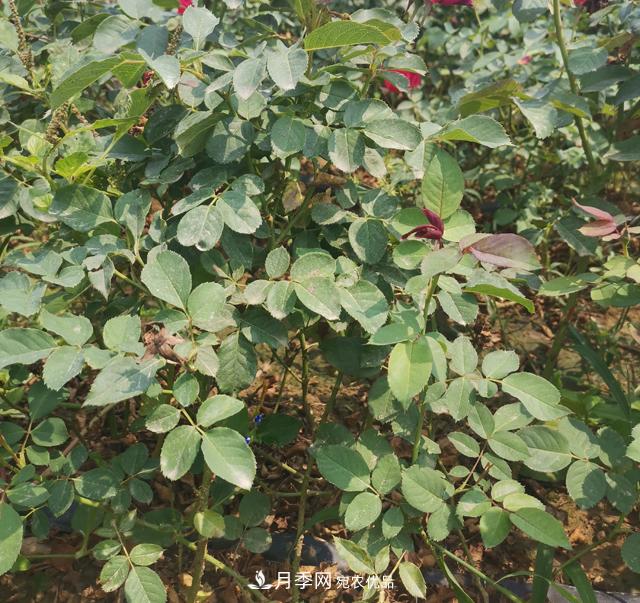 2020年南陽月季裸根苗價格(圖4)