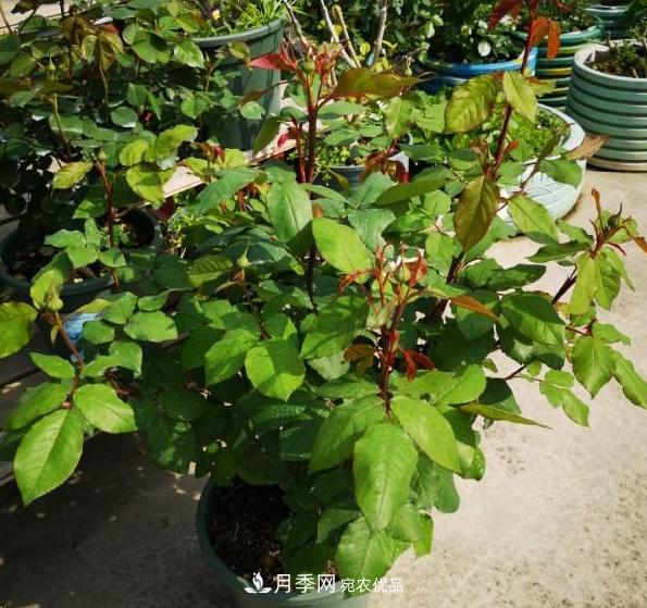 養(yǎng)的月季為什么不愛長？這幾個原因***常見(圖1)