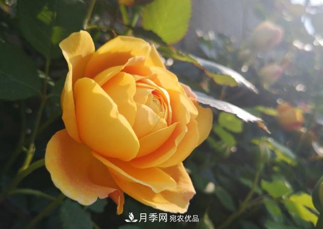 養(yǎng)的月季為什么不愛長？這幾個原因***常見(圖2)