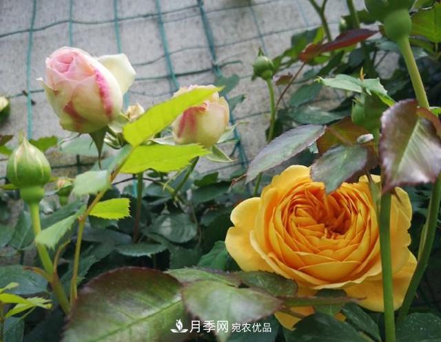 養(yǎng)的月季為什么不愛長？這幾個原因***常見(圖3)