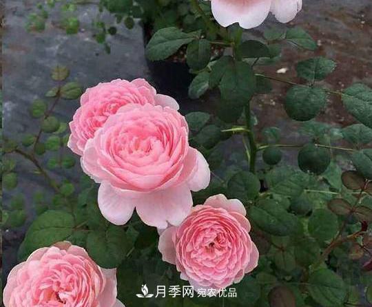 養(yǎng)的月季為什么不愛長？這幾個原因***常見(圖4)
