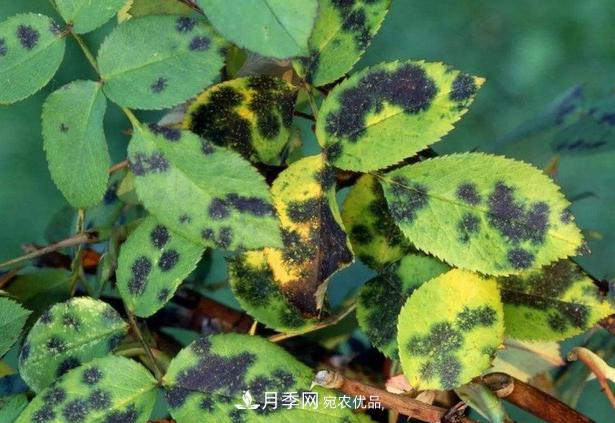 養(yǎng)的月季為什么不愛長？這幾個原因***常見(圖5)