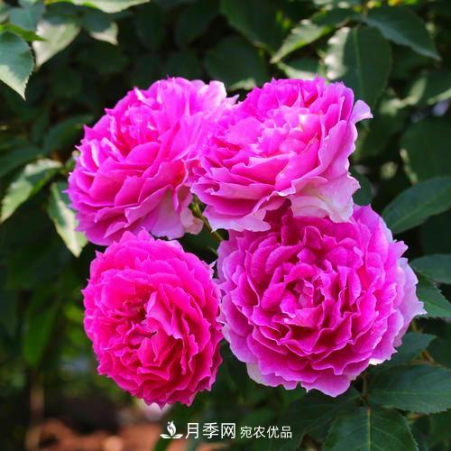 月季是個(gè)龐大的家族，這3種***受歡迎，盛夏開花爆盆(圖1)