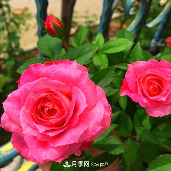 月季是個(gè)龐大的家族，這3種***受歡迎，盛夏開花爆盆(圖3)