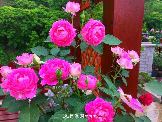 月季是個(gè)龐大的家族，這3種***受歡迎，盛夏開花爆盆(圖4)