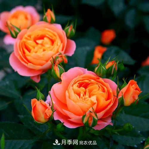 月季是個(gè)龐大的家族，這3種***受歡迎，盛夏開花爆盆(圖2)
