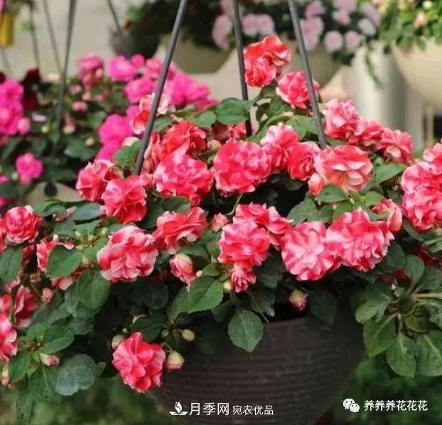 陽臺種盆它，比月季開花勤，小巧精致好養(yǎng)活，開花重瓣似牡丹(圖1)
