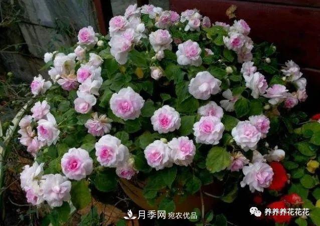 陽臺種盆它，比月季開花勤，小巧精致好養(yǎng)活，開花重瓣似牡丹(圖2)