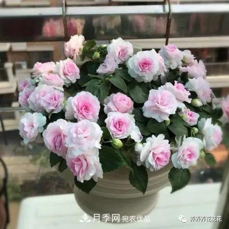 陽臺種盆它，比月季開花勤，小巧精致好養(yǎng)活，開花重瓣似牡丹(圖4)