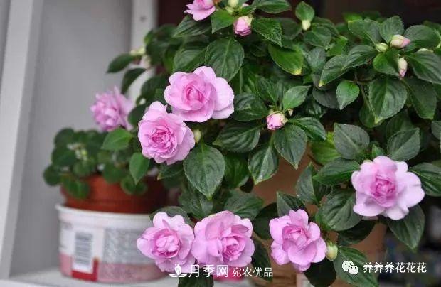 陽臺種盆它，比月季開花勤，小巧精致好養(yǎng)活，開花重瓣似牡丹(圖3)