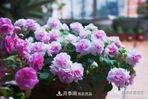陽臺種盆它，比月季開花勤，小巧精致好養(yǎng)活，開花重瓣似牡丹(圖5)