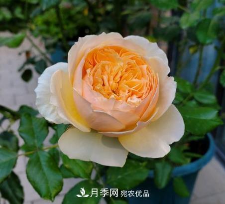 切花月季的栽培方法(圖1)