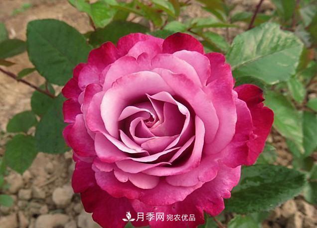 ***美的波浪邊月季，又香又勤花，種植無難度，非常適合新手(圖11)