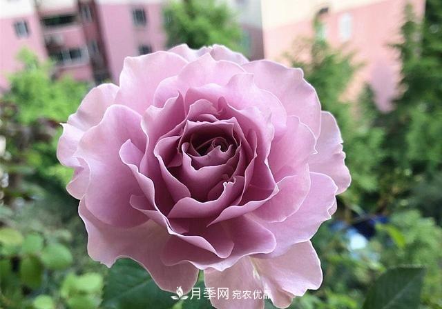 ***美的波浪邊月季，又香又勤花，種植無難度，非常適合新手(圖1)