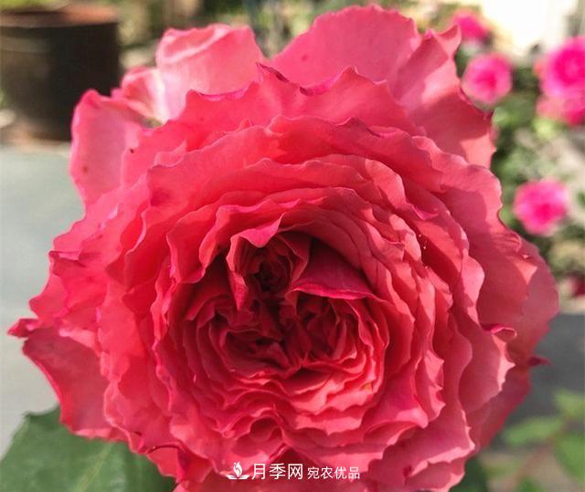 ***美的波浪邊月季，又香又勤花，種植無難度，非常適合新手(圖10)