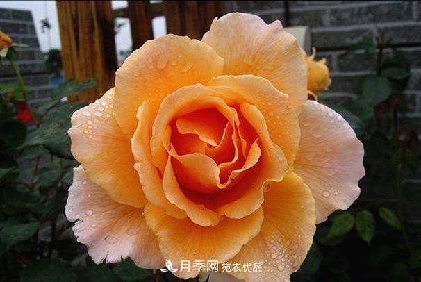 ***美的波浪邊月季，又香又勤花，種植無難度，非常適合新手(圖5)