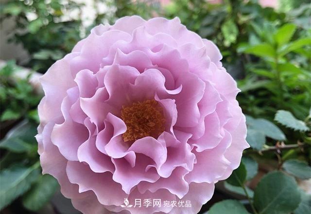 ***美的波浪邊月季，又香又勤花，種植無難度，非常適合新手(圖2)
