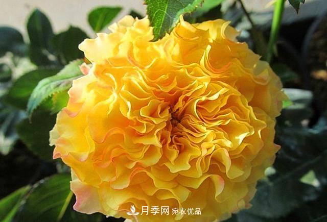 ***美的波浪邊月季，又香又勤花，種植無難度，非常適合新手(圖8)