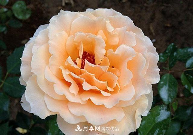 ***美的波浪邊月季，又香又勤花，種植無難度，非常適合新手(圖6)
