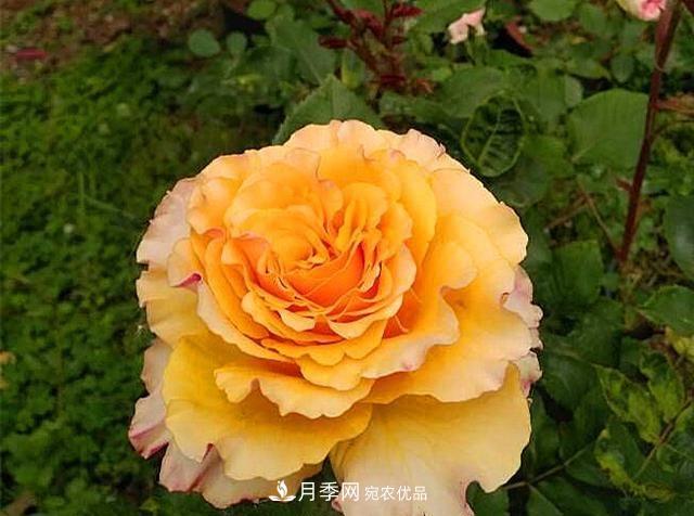 ***美的波浪邊月季，又香又勤花，種植無難度，非常適合新手(圖7)