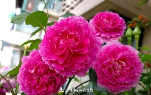 ***美的波浪邊月季，又香又勤花，種植無難度，非常適合新手(圖4)