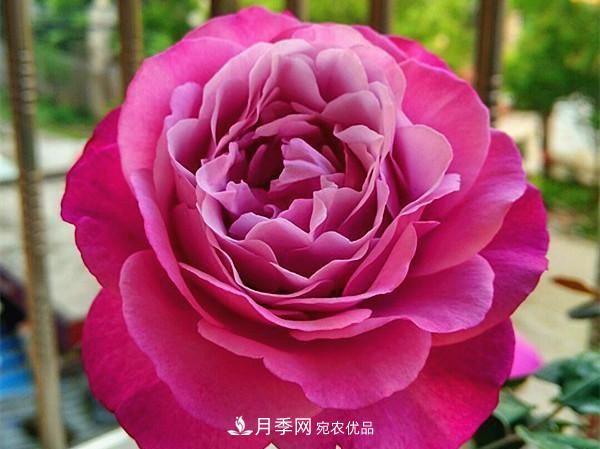 ***美的波浪邊月季，又香又勤花，種植無難度，非常適合新手(圖12)