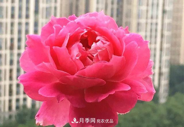 ***美的波浪邊月季，又香又勤花，種植無難度，非常適合新手(圖3)
