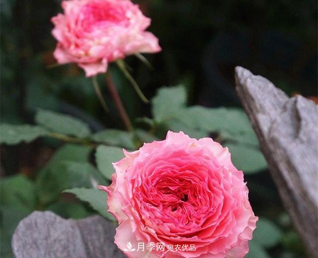 ***美的波浪邊月季，又香又勤花，種植無難度，非常適合新手(圖9)
