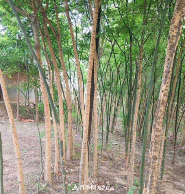 苗木市場(chǎng)是否真的進(jìn)入寒冬？農(nóng)戶地里的樹苗真的只能燒柴火了？(圖1)