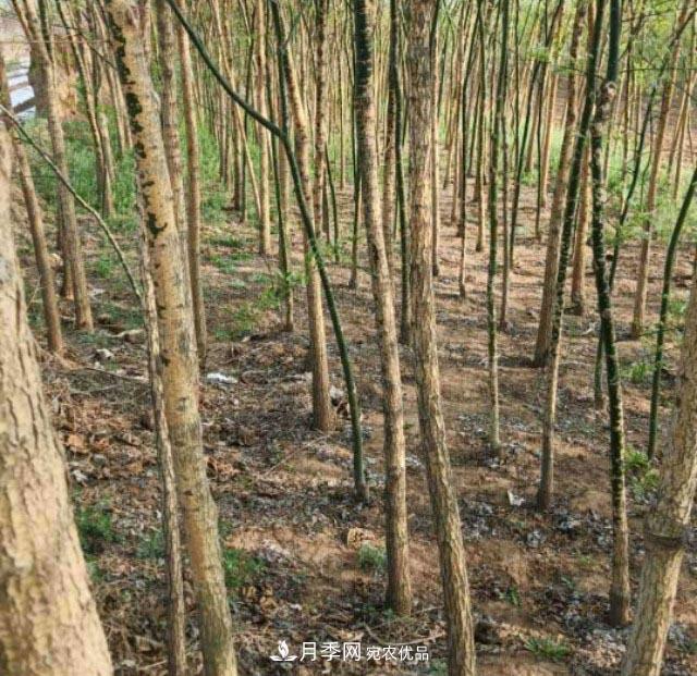 苗木市場(chǎng)是否真的進(jìn)入寒冬？農(nóng)戶地里的樹苗真的只能燒柴火了？(圖2)
