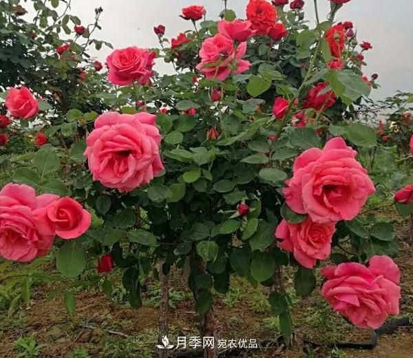 公園樹狀月季，景區(qū)樹狀月季，樹狀月季苗批發(fā)基地(圖1)
